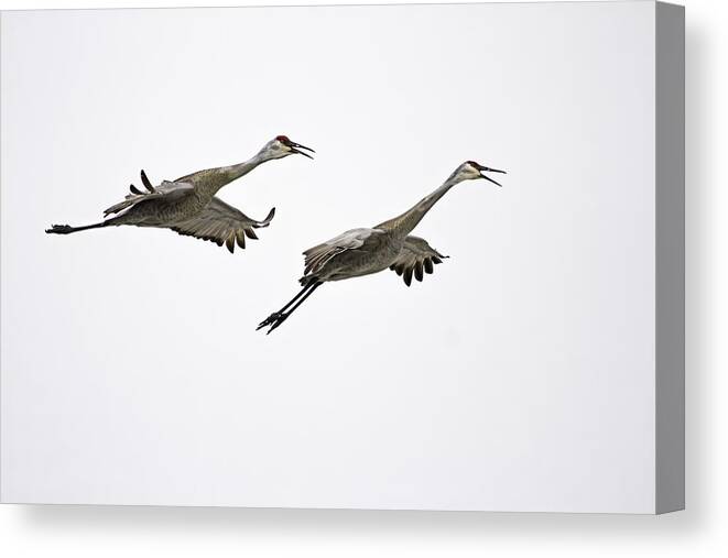 Sandhill Cranes Canvas Print featuring the photograph A Pair Of Sandhill Cranes by Thomas Young