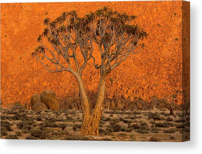 Tree Canvas Print featuring the photograph A Quiver Tree, Or Kokerboom, Aloe by Robert Postma