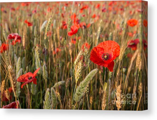 Agriculture Canvas Print featuring the photograph A red dressed beauty by Hannes Cmarits