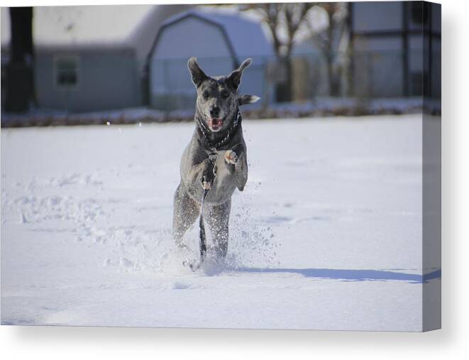 Louisiana Canvas Print featuring the photograph Catahoula Leopard Dog in Snow by Valerie Collins
