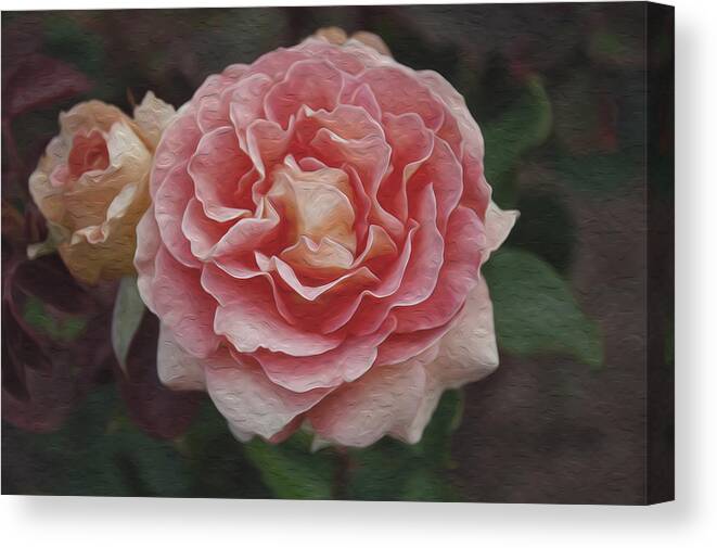 Rose Canvas Print featuring the photograph A Filoli Rose for You by Patricia Dennis