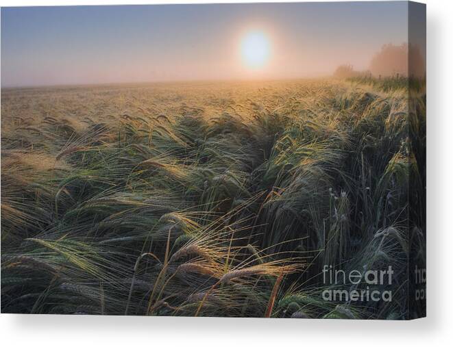 Barley Canvas Print featuring the photograph A Sea of Barley by Dan Jurak