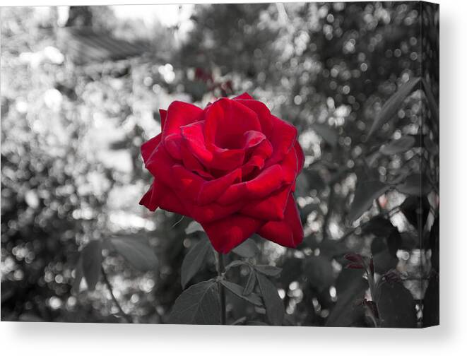 Rose Canvas Print featuring the photograph A Single Red Rose - Portland - Oregon by Bruce Friedman