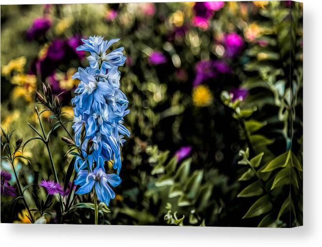 Flower Canvas Print featuring the photograph A Splash of Blue by Joshua Minso