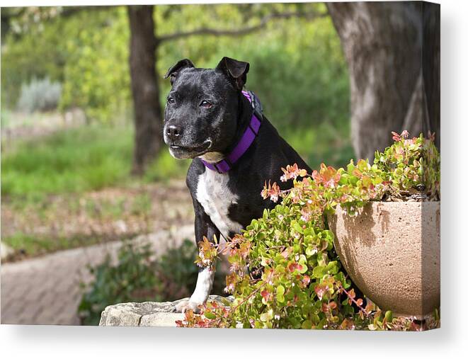 Adventure Canvas Print featuring the photograph A Staffordshire Bull Terrier Sitting by Zandria Muench Beraldo