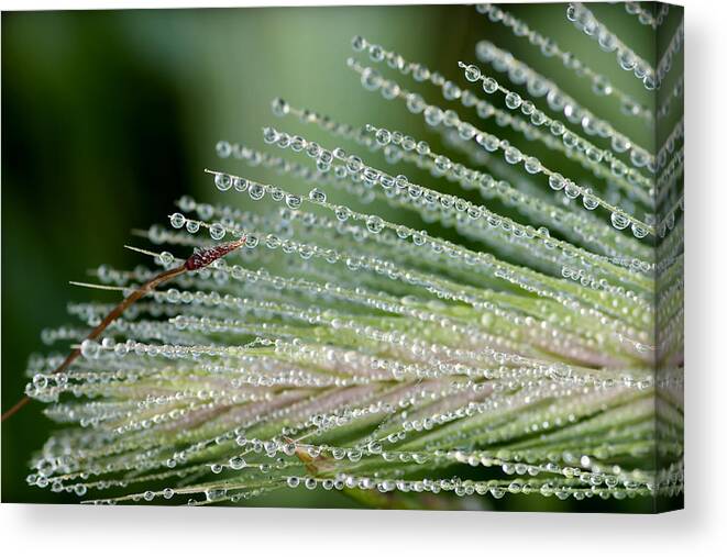Floral Canvas Print featuring the photograph A Thousand Diamonds - Tiny Iced Water Drops Hang Of A Pine Leave by Pedro Cardona Llambias
