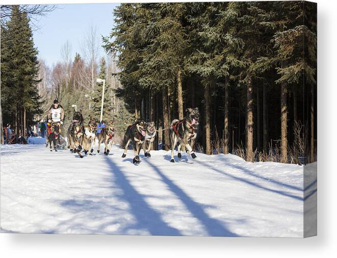 2014 Iditarod Canvas Print featuring the photograph A Trot Through Anchorage by Tim Grams