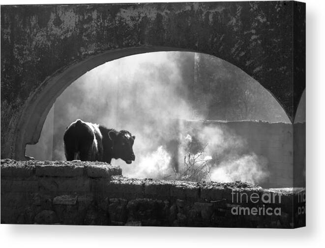 Cow Canvas Print featuring the photograph A Very Mooooody Time by Barry Weiss