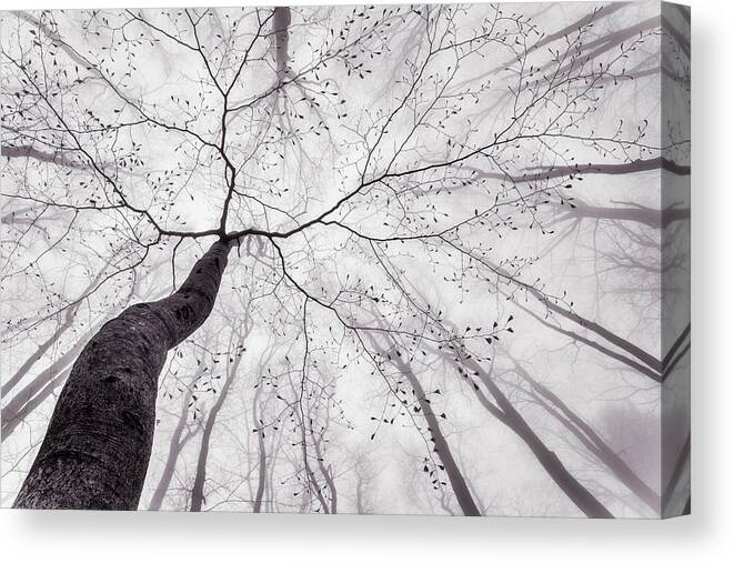 Forest Canvas Print featuring the photograph A View Of The Tree Crown by Tom Pavlasek