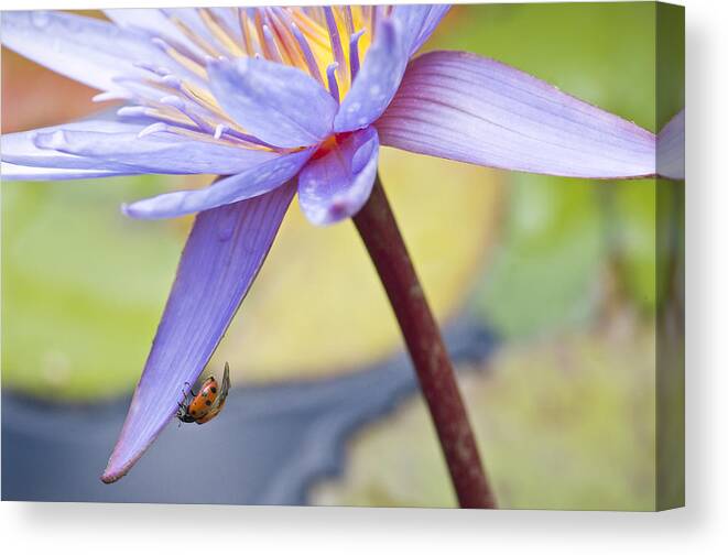 Ladybug Canvas Print featuring the photograph A Visiting Lady by Priya Ghose