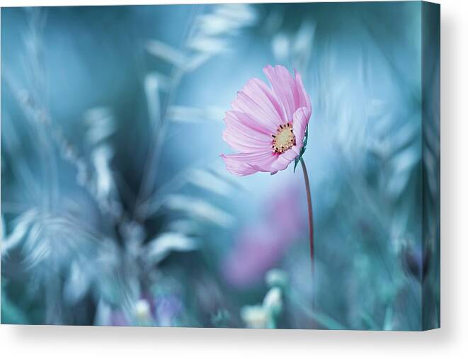 Flower Canvas Print featuring the photograph A Walk In Dreamland by Fabien Bravin