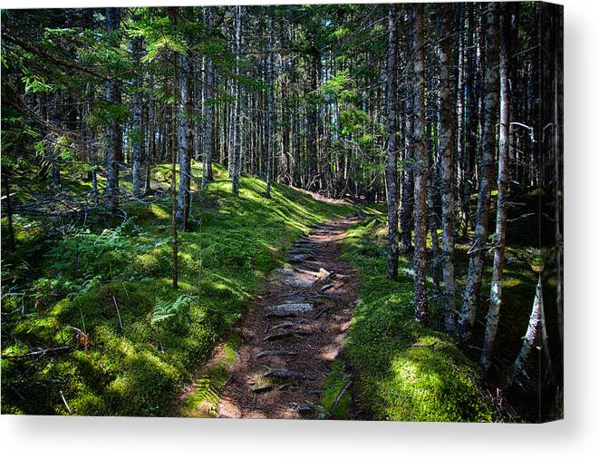 Maine Canvas Print featuring the photograph A Walk in the Woods by John Haldane