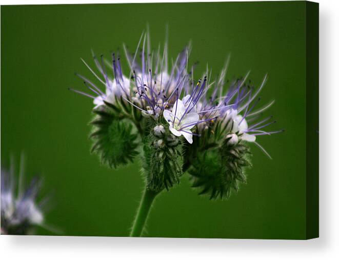 Beautiful Canvas Print featuring the photograph A weed by Emanuel Tanjala