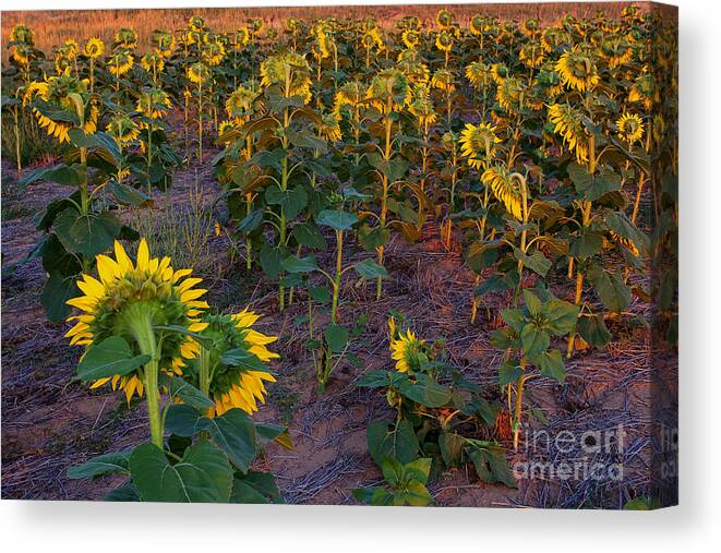 Flowers Canvas Print featuring the photograph About Face by Jim Garrison