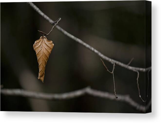 Leaf Canvas Print featuring the photograph About to drop. by Nigel R Bell