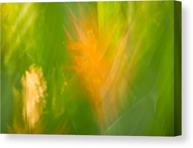 Flowers Canvas Print featuring the photograph Abstract 9 by Steve DaPonte