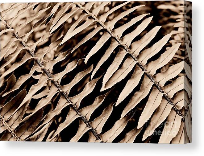 Abstract Canvas Print featuring the photograph Abstract Fern by Clare Bevan