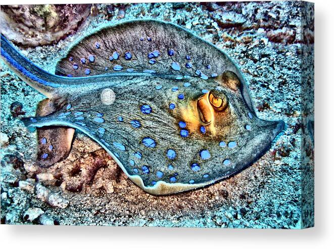 Abstract Canvas Print featuring the digital art Abstract Reef Ray by Roy Pedersen