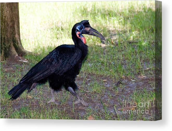 Fauna Canvas Print featuring the photograph Abyssinian Ground-hornbill by Gregory G. Dimijian
