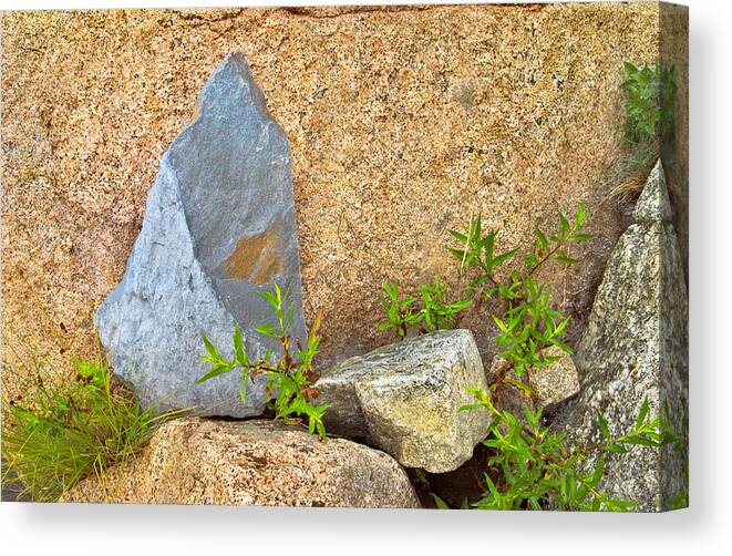 Rock Canvas Print featuring the photograph Acadia Rock Composition Photo by Peter J Sucy
