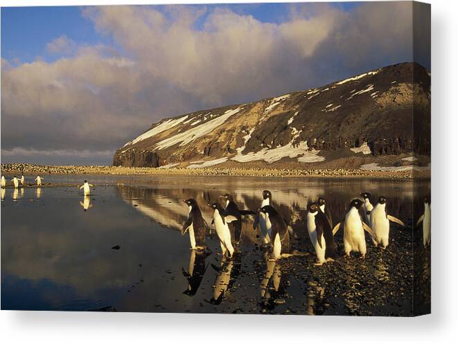 Feb0514 Canvas Print featuring the photograph Adelie Penguin Group Commuting Ross Sea by Tui De Roy