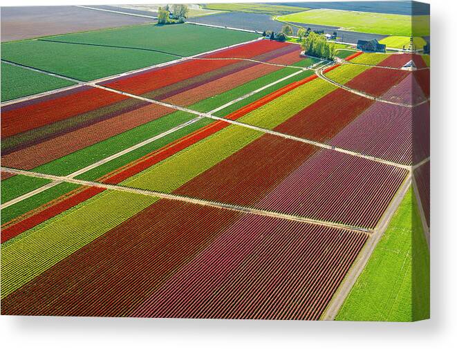 Scenics Canvas Print featuring the photograph Aerial View Of Colorful Tulip Fields by Pete Saloutos