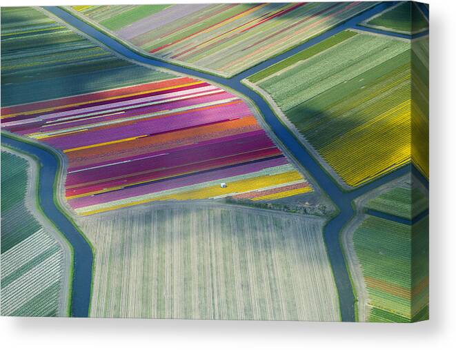 Curve Canvas Print featuring the photograph Aerial View Of Flower Fields In Spring by Frans Sellies