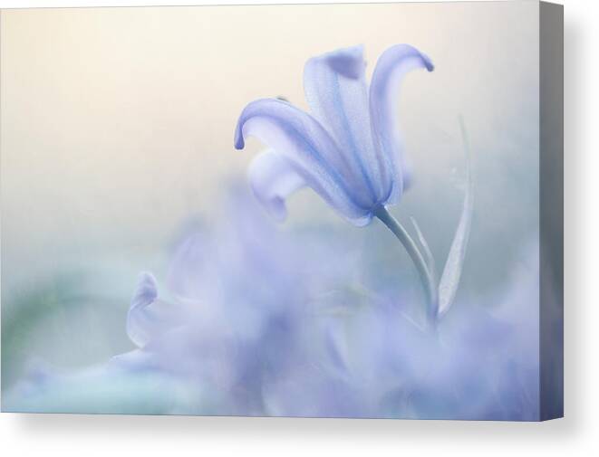 Flower Canvas Print featuring the photograph Aethereal Blue by Jenny Rainbow