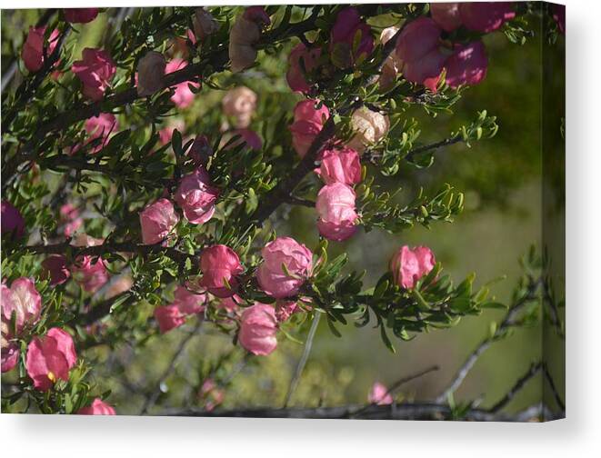 Nature Canvas Print featuring the photograph African Blossom by Dorota Nowak