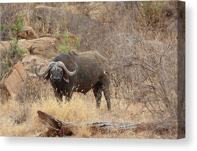 Horned Canvas Print featuring the photograph African Buffalo,tsavo National Park by Vincenzo Lombardo