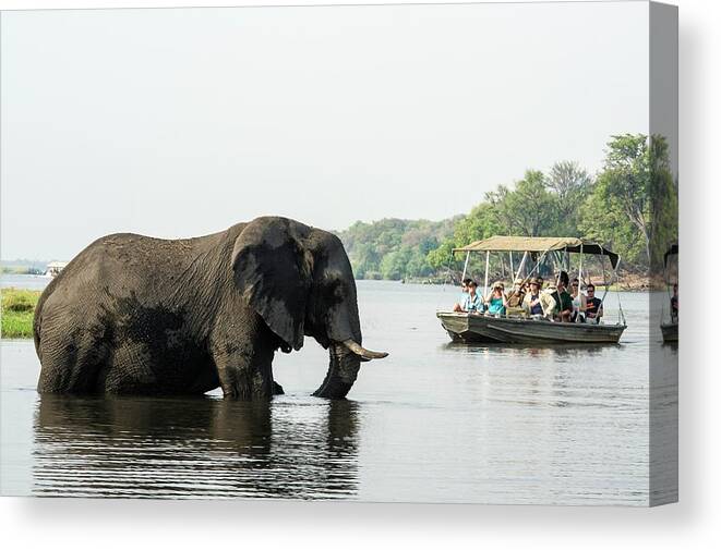 Africa Canvas Print featuring the photograph African Elephant And Tourists by Peter Chadwick