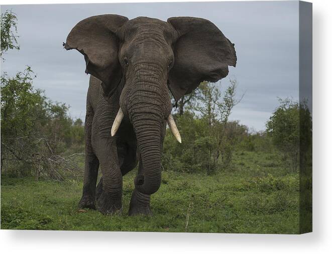 Sergey Gorshkov Canvas Print featuring the photograph African Elephant Charging Sabi-sands by Sergey Gorshkov