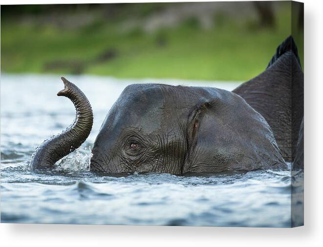 Botswana Canvas Print featuring the photograph African Elephant In Chobe River by Paul Souders