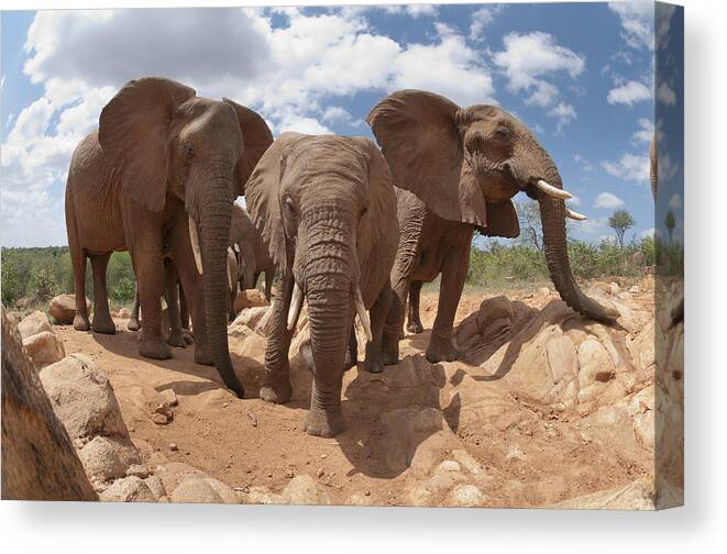 Feb0514 Canvas Print featuring the photograph African Elephant Trio Kenya by Tui De Roy