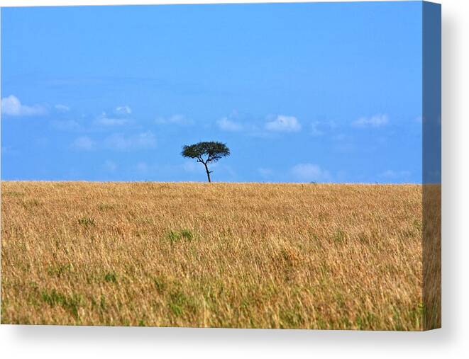 Landscape Canvas Print featuring the photograph African Grasslands by Aidan Moran