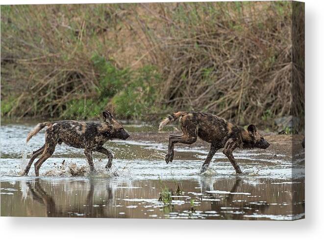 Action Canvas Print featuring the photograph African Hunting Dog Pups At Play by Tony Camacho