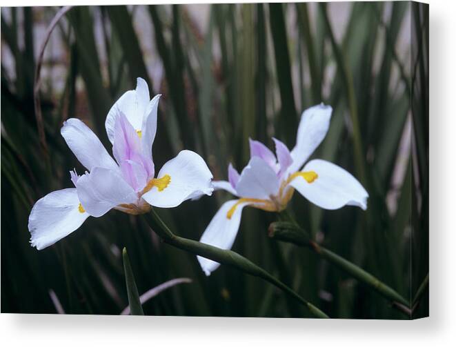 Dietes Vegeta Canvas Print featuring the photograph African Iris (dietes Vegeta) by Sally Mccrae Kuyper/science Photo Library