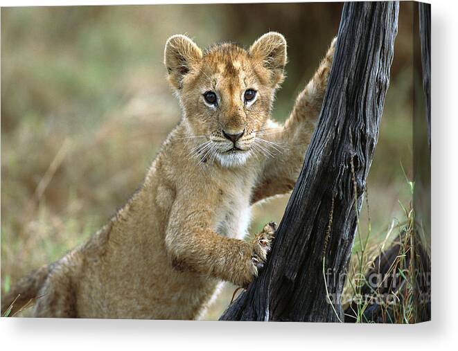 00344603 Canvas Print featuring the photograph Lion Cub in Masai Mara by Yva Momatiuk John Eastcott