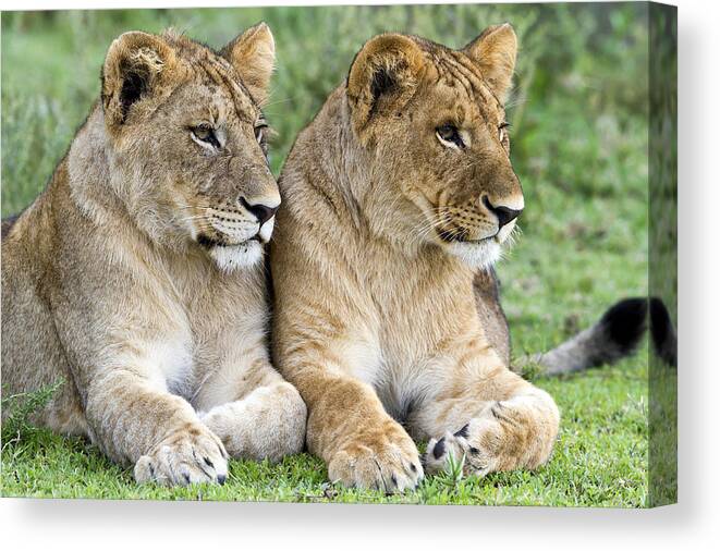Nis Canvas Print featuring the photograph African Lion Juveniles Serengeti Np by Erik Joosten