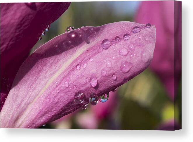 Magnolia Canvas Print featuring the photograph After the Rain by Mariola Szeliga