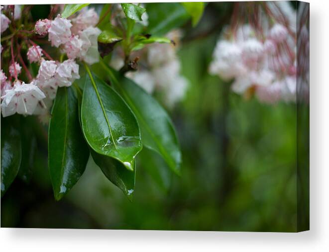 Rhododendron Canvas Print featuring the photograph After the Storm by Patrice Zinck