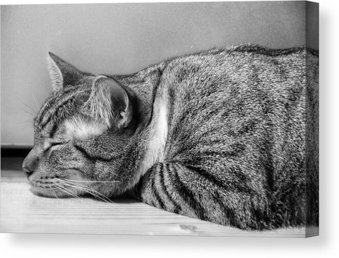Cat Canvas Print featuring the photograph Afternoon Cat Nap by Georgette Grossman