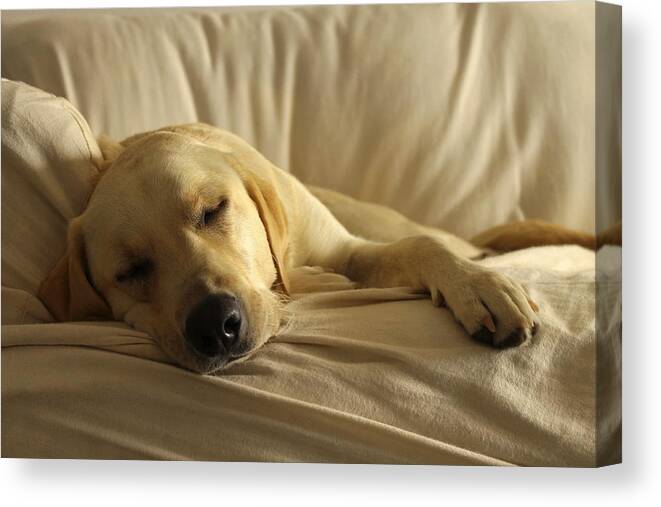 Sleep Canvas Print featuring the photograph Afternoon Snooze by Saya Studios