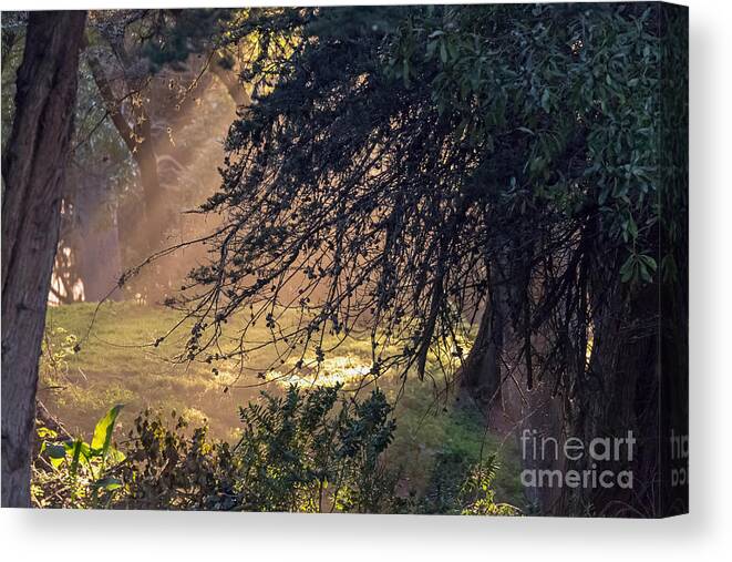 Brown Canvas Print featuring the photograph Afternoon Sunrays by Kate Brown