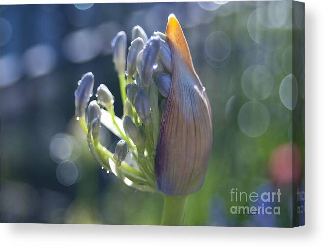 Floral Canvas Print featuring the photograph Agapanthus Coming to Life by Haleh Mahbod