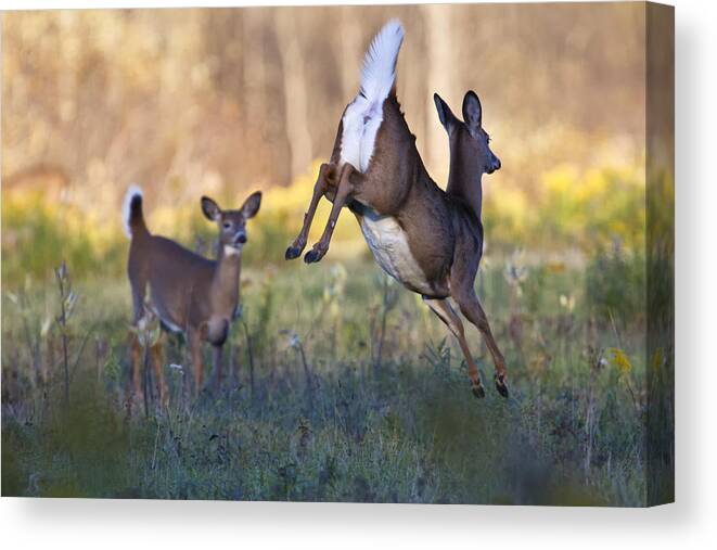 Action Canvas Print featuring the photograph Airborne by Gary Hall