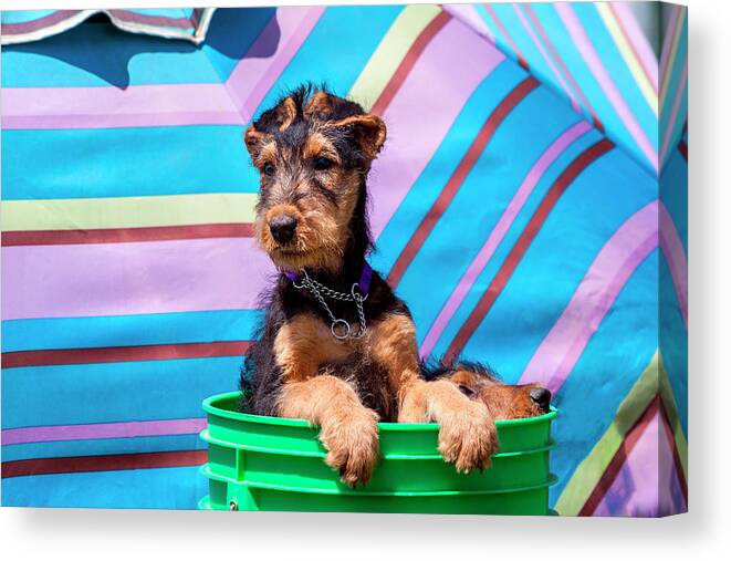 Airedale Terrier Canvas Print featuring the photograph Airedale Puppies In A Green Bucket (mr by Zandria Muench Beraldo