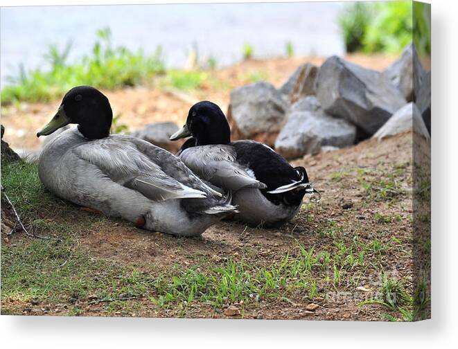 Alabama Canvas Print featuring the photograph Alabama Ducks Taking a Rest by Verana Stark
