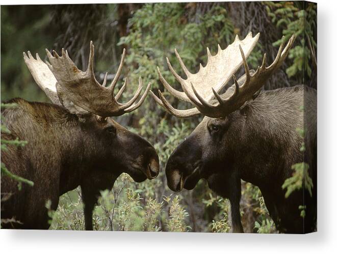 Feb0514 Canvas Print featuring the photograph Alaska Moose Bull Confrontation by Michael Quinton