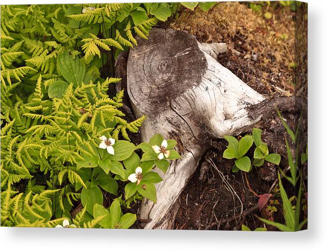 Alaska Canvas Print featuring the photograph Alaskan Foliage by Richard Smith